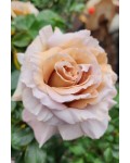 Троянда чайно-гібридна Стефан Руло (бежева) | Hybrid tea rose Stephen Rulo  (beige) | Роза чайно-гибридная Стефан Руло (бежевая)